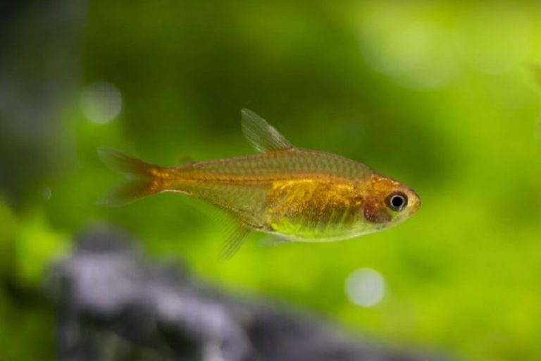 10 Best Nano Fish Species For A 5-gallon Aquarium