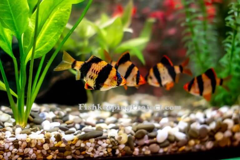 Tiger Barb Care: Lifespan, Size, Diet, Tank Size and Tank Mates