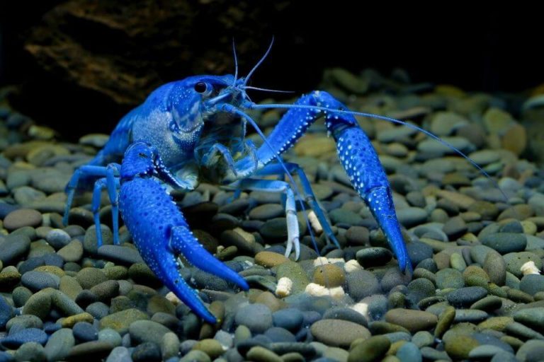 Blue Crayfish Complete Care Guide: Tank Setup, Tank Mates and Feeding