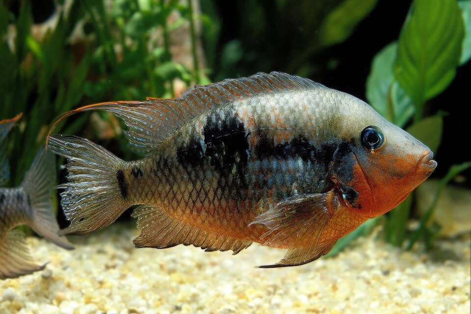 Firemouth Cichlid