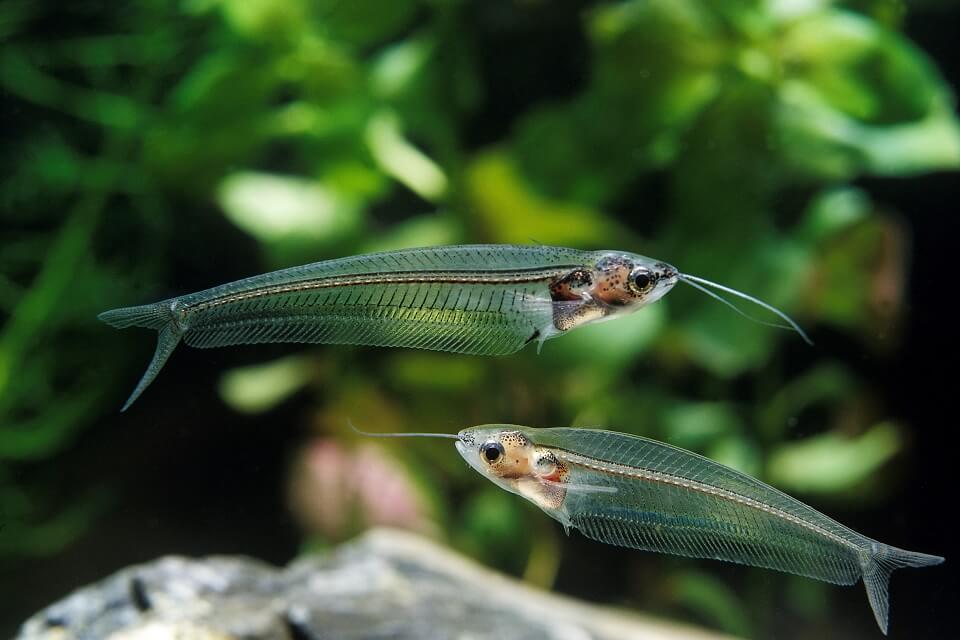 glass catfish