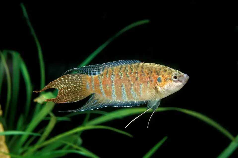 paradise gourami