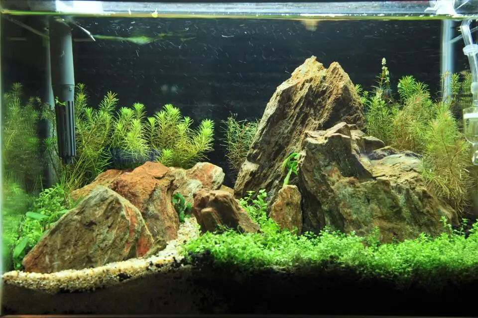 pictus catfish tank setup