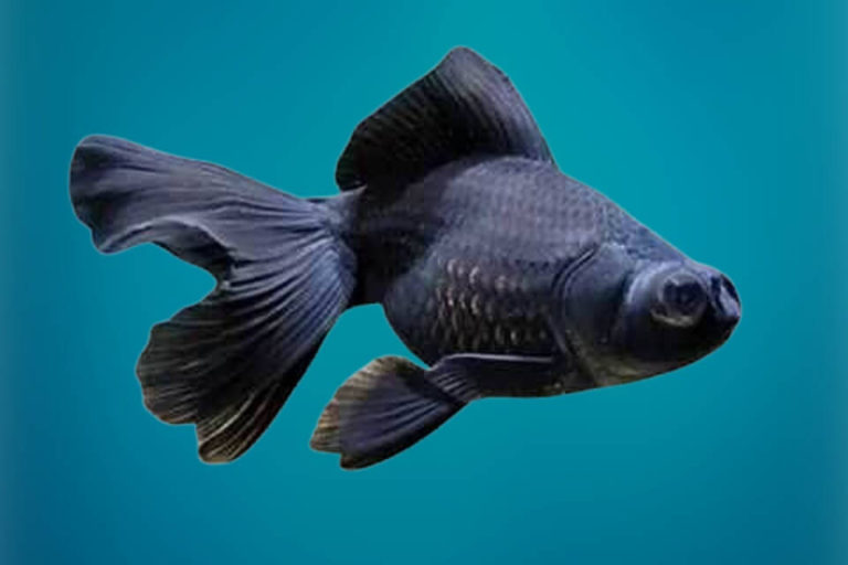 Black Moor Goldfish Care: Size, Lifespan, Diet, Tank Mates & Tank Setup