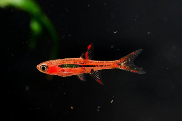 Chili Rasbora Care 101: Best Tank Mates, Tank Size, Feeding, Tank Setup