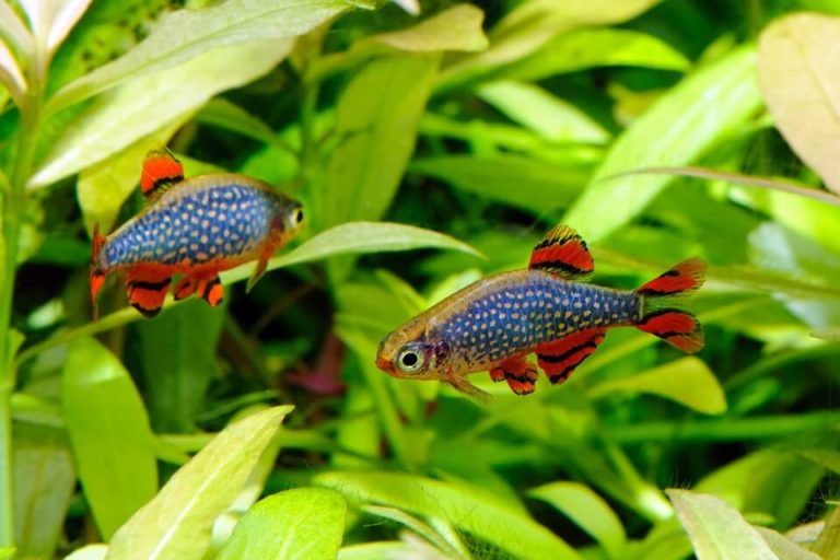 Galaxy Rasbora Care (Celestial Pearl Danio): Size, Lifespan & Tank Mates