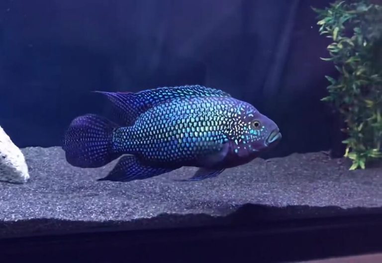 Jack Dempsey Fish Care: Size, Lifespan, Diet, and Tank Mates