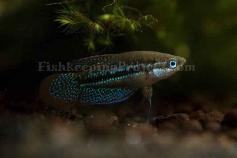 Sparkling Gourami Care Guide: Tank Mates, Diet And Breeding