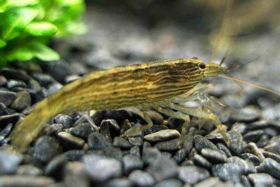 Bamboo Shrimp