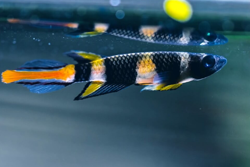 Clown Killifish Care Guide: Lifespan, Size, Food, Tank Mates & Tank Size