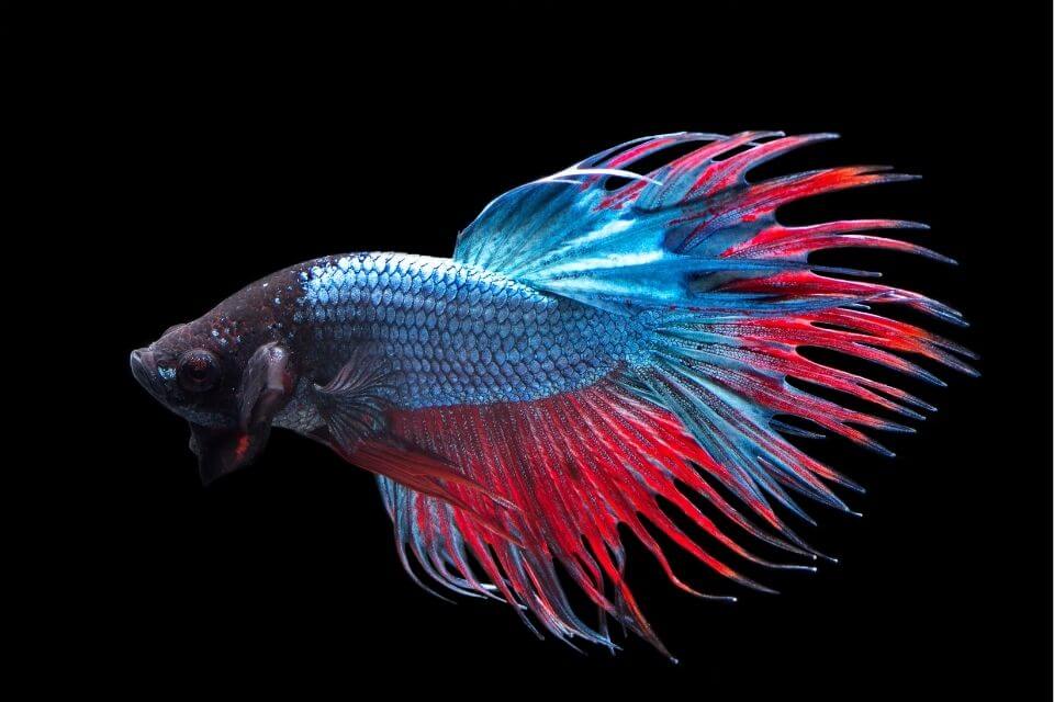 crowntail betta fish