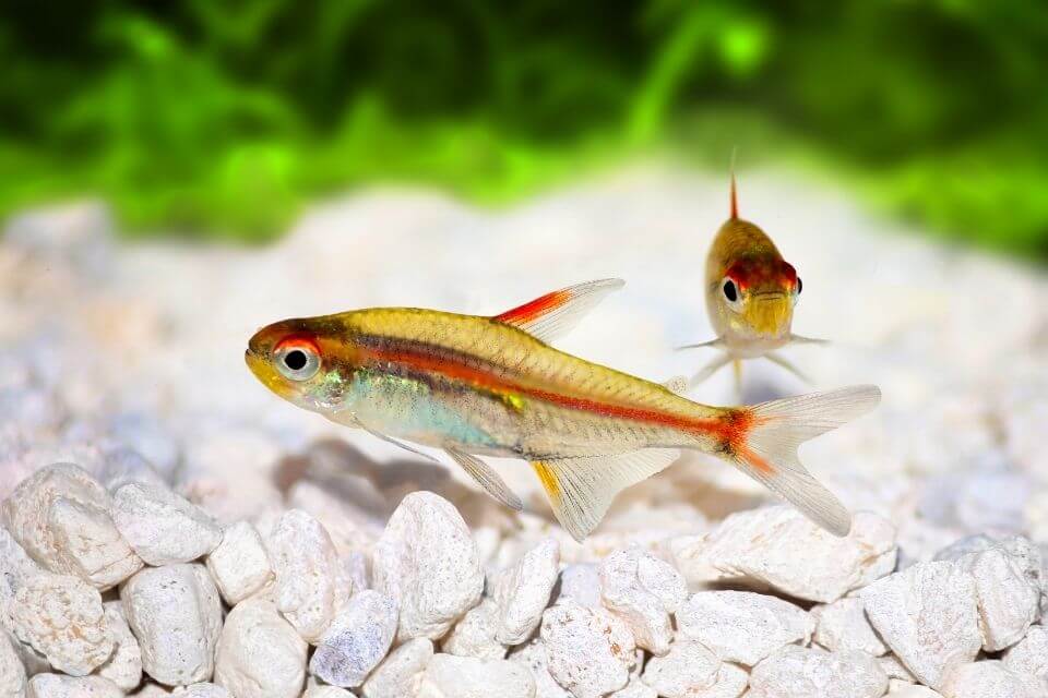 Glowlight Tetra