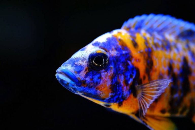 Peacock Cichlid Care Guide: Diet, Tankmates, Breeding and More