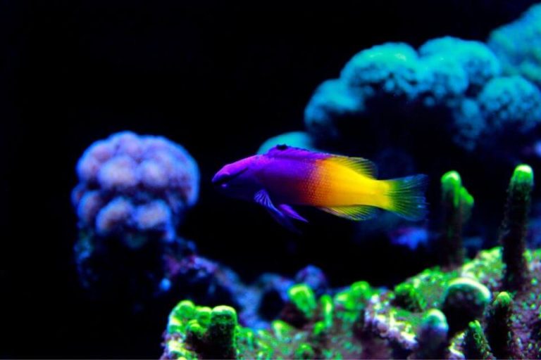 Royal Gramma Care Guide: Tank Size, Tank Setup, Diet and Breeding