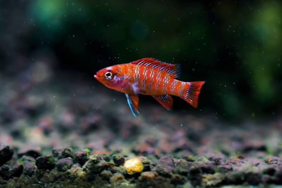 Scarlet Badis