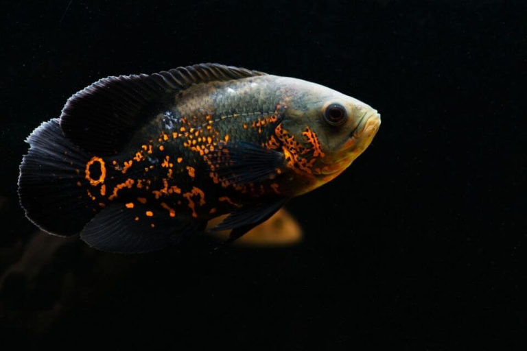 Oscar Fish Care and Species Profile: Size, Lifespan, Tank Mates and More