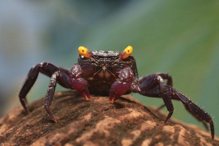 Vampire Crab Care Guide: Colorful and Mysterious Freshwater Crab