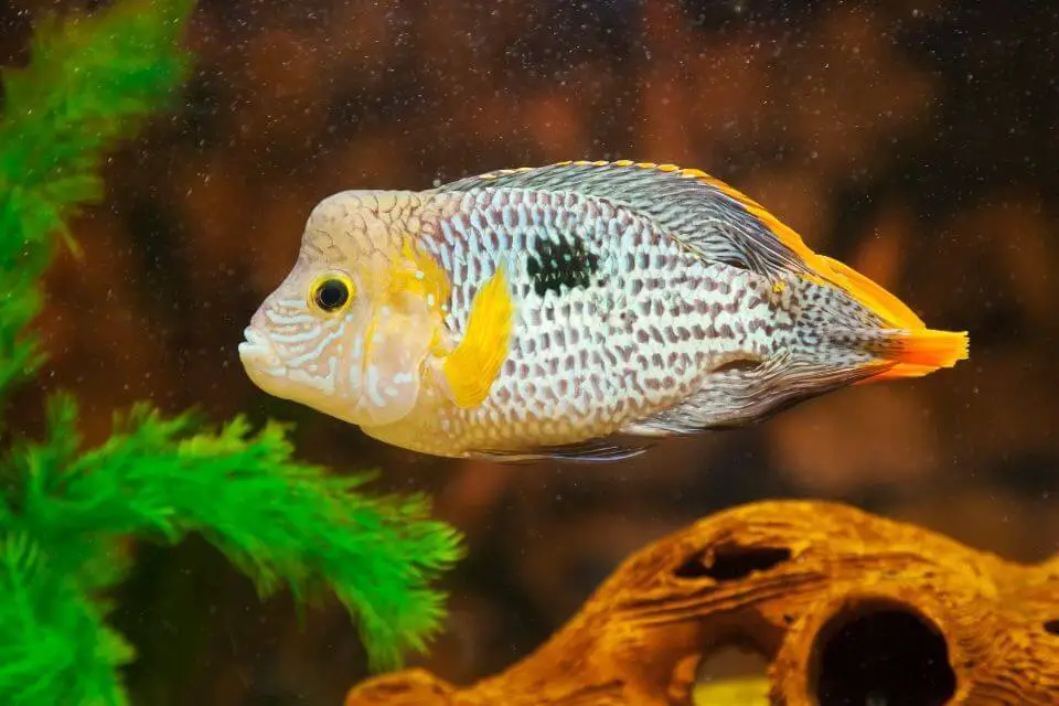 Green Terror Cichlid Care Guide And Species Profile