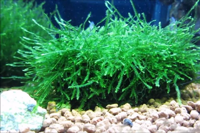 Java Moss Plant : Complete Care Guide, Planting and Propagation