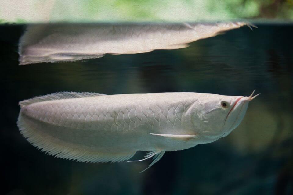 silver arowana