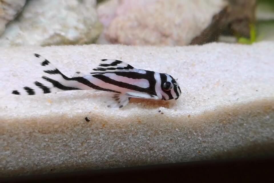 Zebra Pleco