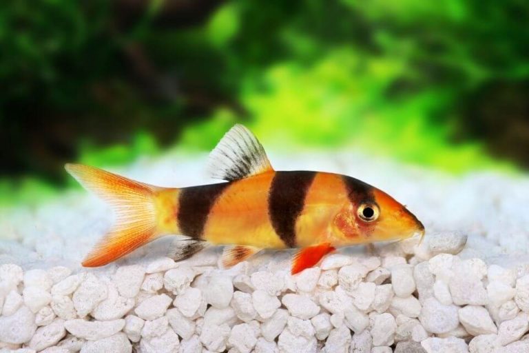Clown Loach Care Guide: Task Setup, Diet, Breeding and Tankmates
