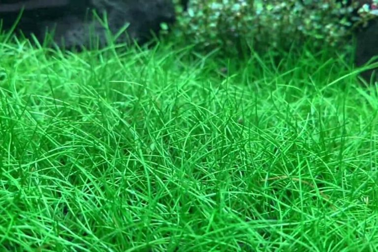 Dwarf Hairgrass Plant: Complete Guide to Care, Planting and Propagation