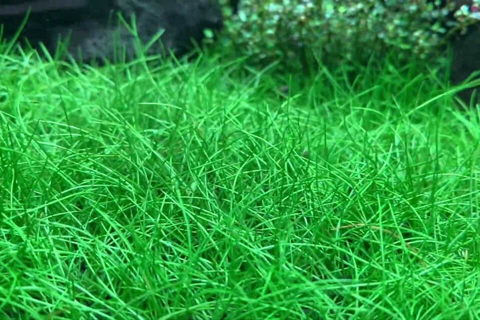 Dwarf Hairgrass