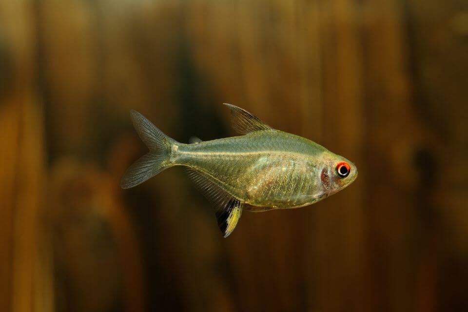 Lemon Tetra