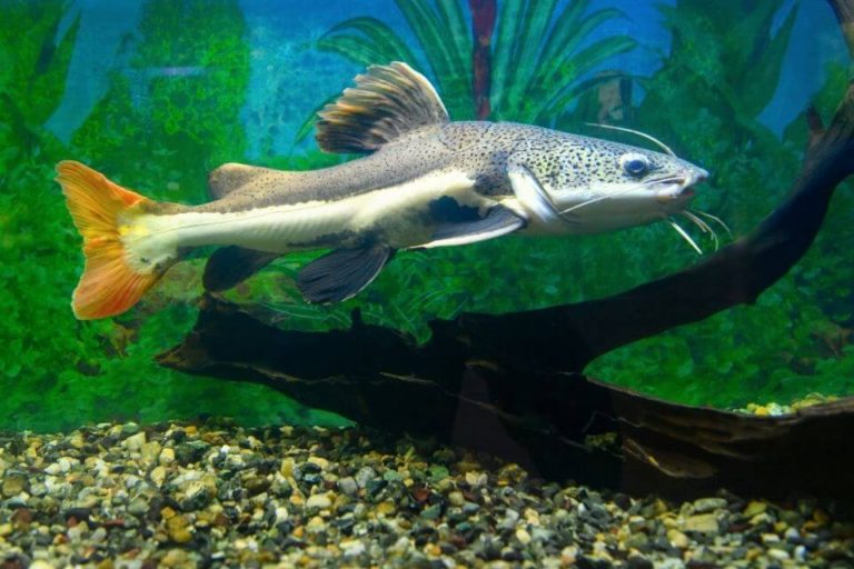 Redtail Catfish Species Profile and Care Guide – Tank Size and Tankmates