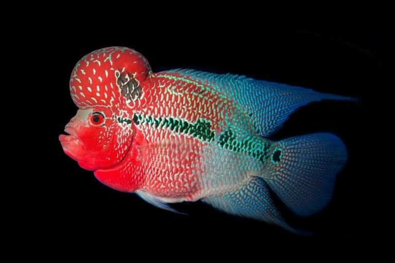 Flowerhorn Cichlid Species Profile and Care Guide: Tank Setup and Diet