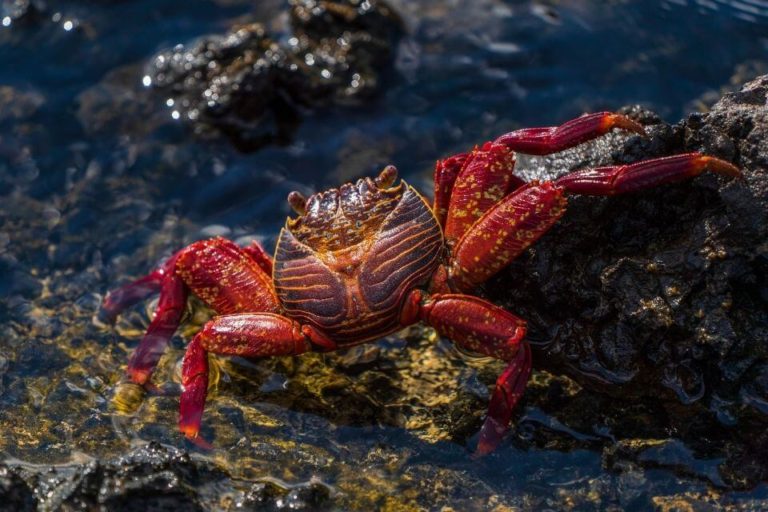 Most Fascinating Freshwater Crabs That You Must Have In Your Aquarium