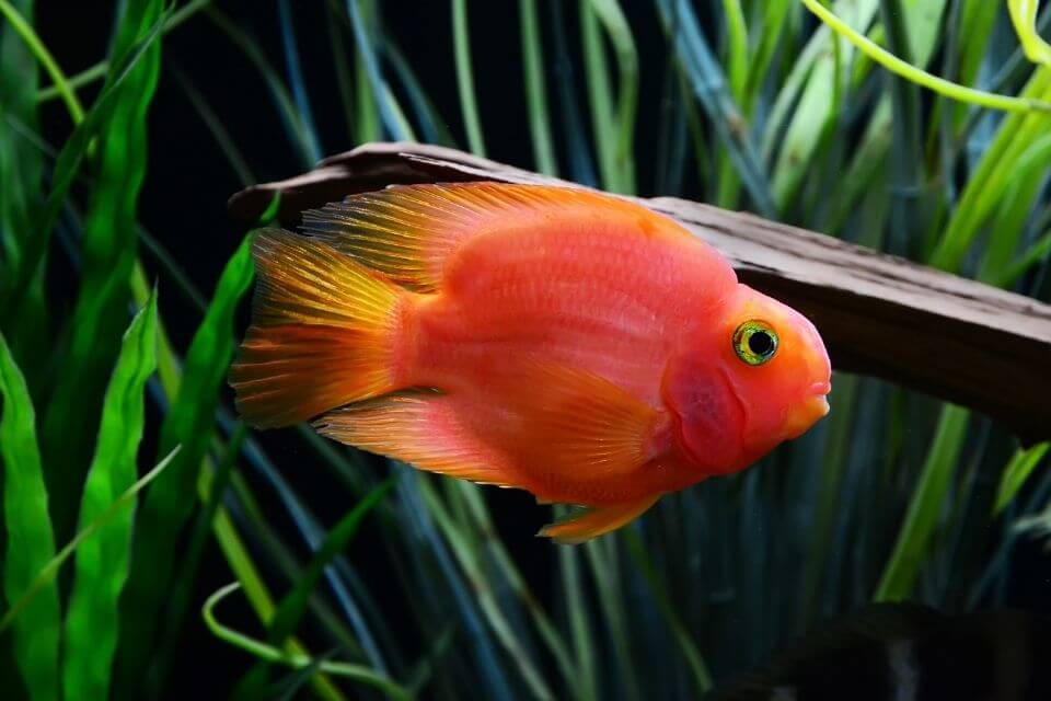 Blood Parrot Cichlid