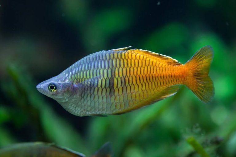 Boesemani Rainbow Fish Care – Tank Setup, Mates, Diet and Breeding
