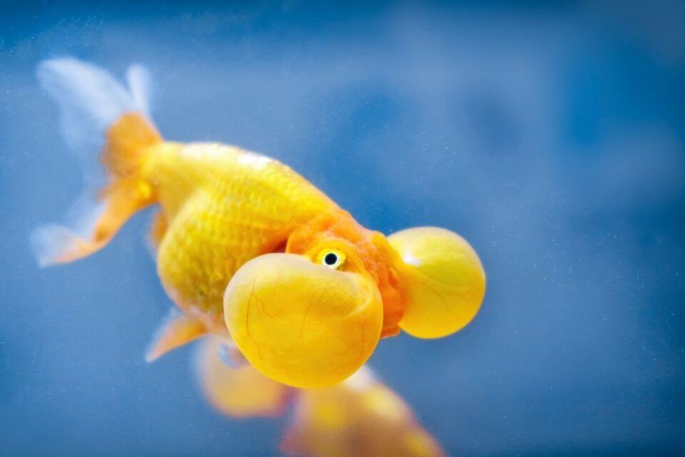 Bubble Eye Goldfish