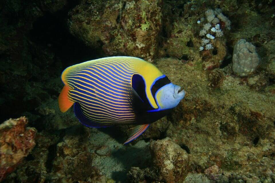 Emperor Angelfish