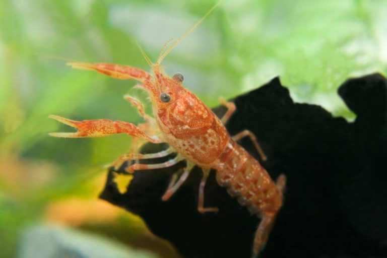 The Complete Mexican Dwarf Crayfish Care Guide: Tank Mates & Feeding