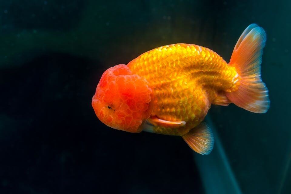 Ranchu Goldfish