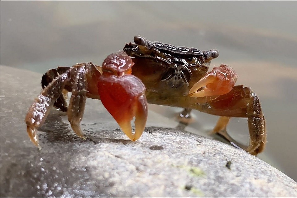 Red Claw Crab