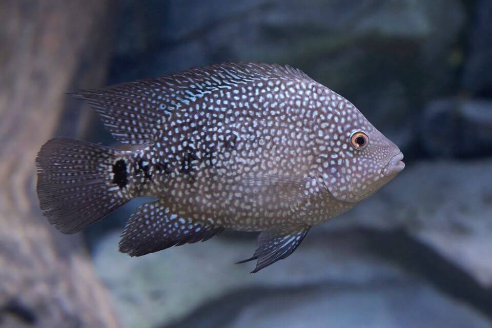 Texas Cichlid