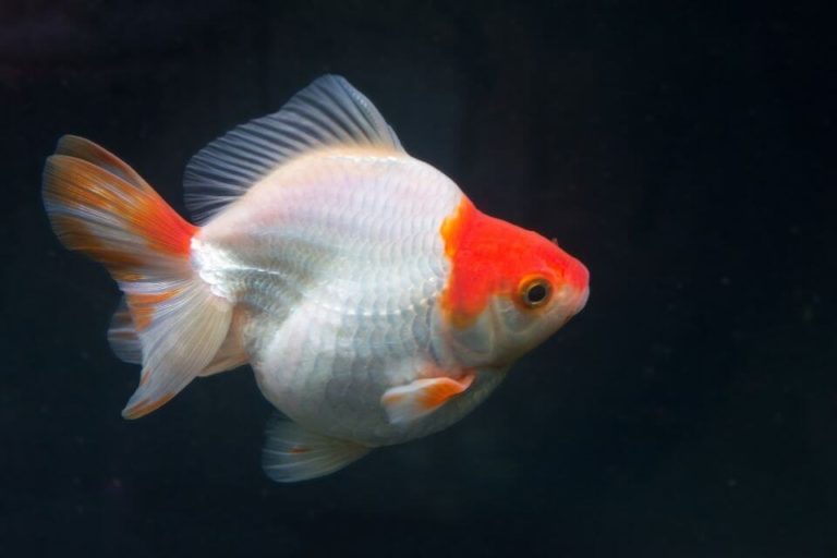 Ryukin Goldfish Care Guide: Tank Size, Tank Mates, Feeding and Breeding