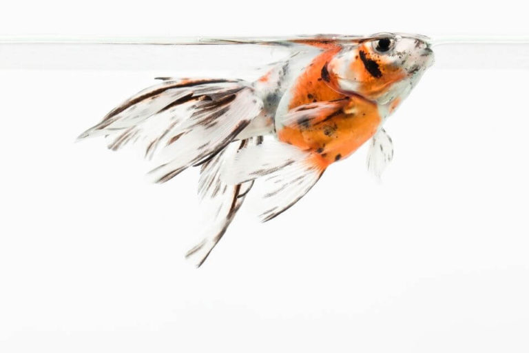 Shubunkin Goldfish Care Guide and Species Profile – Tank Mates and Diet