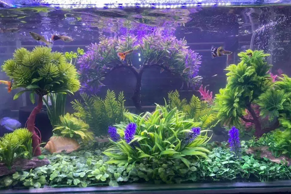 Shubunkin Goldfish Tank Setup