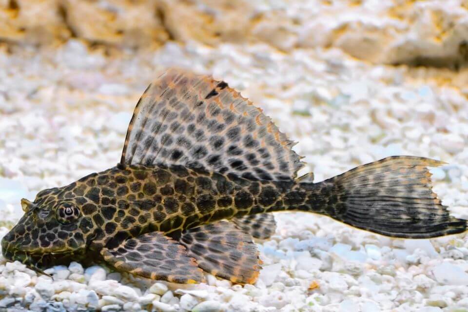 Sailfin Pleco