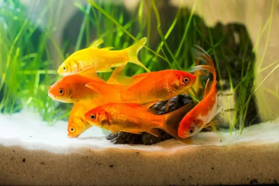 Shubunkin Goldfish Tank Mates