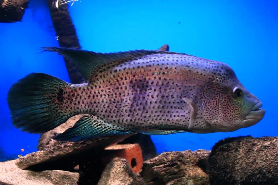 Wolf Cichlid