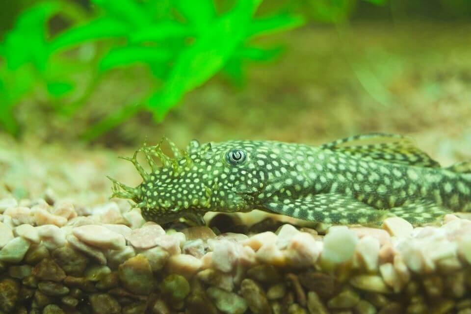 bristlenose pleco