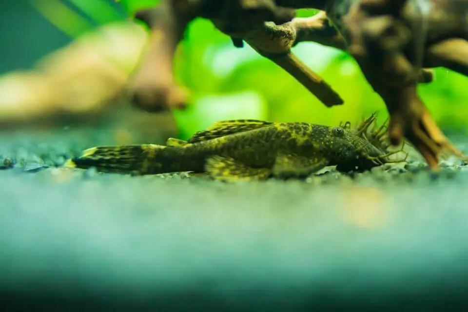 bristlenose pleco