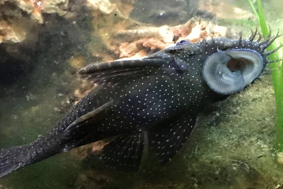 bristlenose pleco