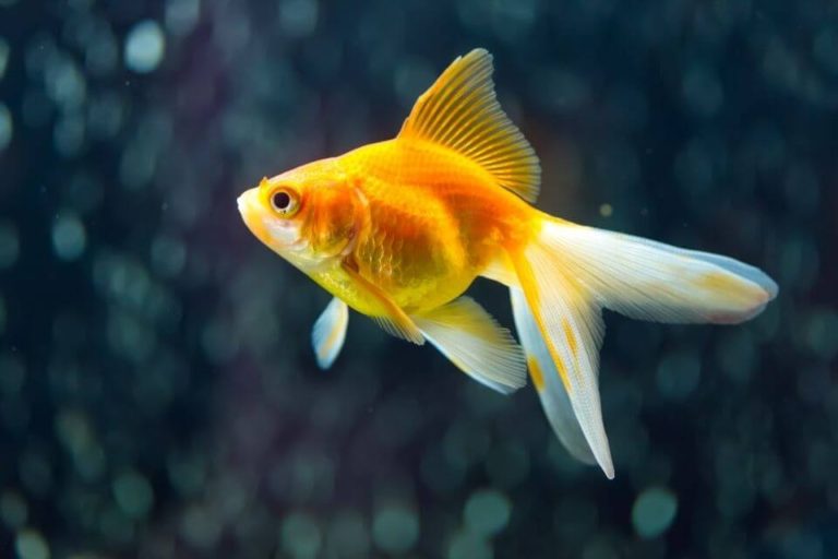 Fantail Goldfish Care: Size, Lifespan, Diet, Tank Mates, Tank Size & More..